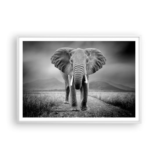 Obraz - Plakat - Gospodarz wita - 100x70cm - Słoń Zwierzęta Krajobraz - Foto Plakaty w ramie koloru białego do Salonu Sypialni ARTTOR ARTTOR