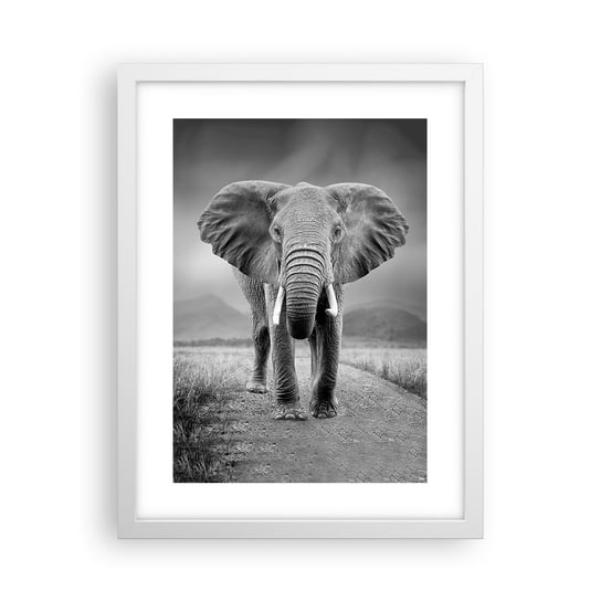 Obraz - Plakat - Gospodarz wita - 30x40cm - Słoń Zwierzęta Krajobraz - Foto Plakaty na ścianę w ramie białej - Plakat do Salonu Sypialni ARTTOR ARTTOR