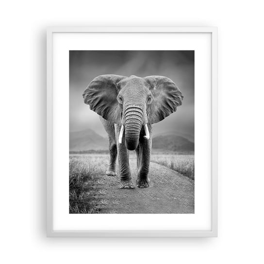 Obraz - Plakat - Gospodarz wita - 40x50cm - Słoń Zwierzęta Krajobraz - Foto Plakaty w ramie koloru białego do Salonu Sypialni ARTTOR ARTTOR