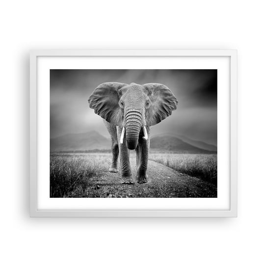 Obraz - Plakat - Gospodarz wita - 50x40cm - Słoń Zwierzęta Krajobraz - Foto Plakaty w ramie koloru białego do Salonu Sypialni ARTTOR ARTTOR
