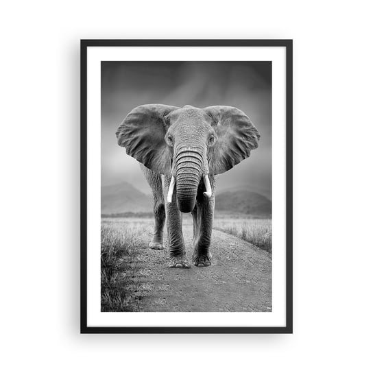 Obraz - Plakat - Gospodarz wita - 50x70cm - Słoń Zwierzęta Krajobraz - Nowoczesny modny obraz Plakat czarna rama ARTTOR ARTTOR