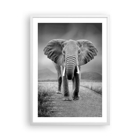 Obraz - Plakat - Gospodarz wita - 50x70cm - Słoń Zwierzęta Krajobraz - Nowoczesny modny obraz Plakat rama biała ARTTOR ARTTOR