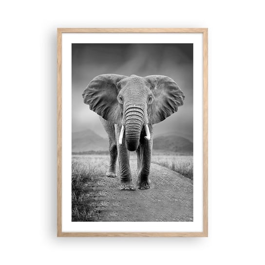 Obraz - Plakat - Gospodarz wita - 50x70cm - Słoń Zwierzęta Krajobraz - Nowoczesny modny obraz Plakat rama jasny dąb ARTTOR ARTTOR