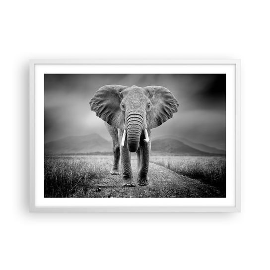Obraz - Plakat - Gospodarz wita - 70x50cm - Słoń Zwierzęta Krajobraz - Nowoczesny modny obraz Plakat rama biała ARTTOR ARTTOR