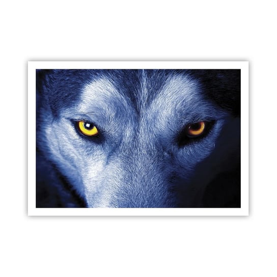 Obraz - Plakat - Hipnotyzujące spojrzenie - 100x70cm - Zwierzęta Wilk Oczy - Foto Plakaty bez ramy na ścianę do Salonu Sypialni ARTTOR ARTTOR