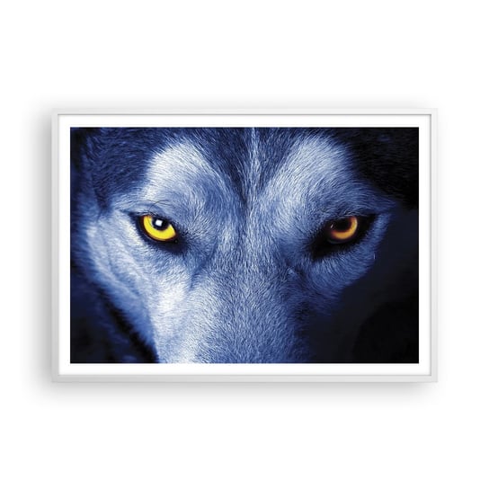 Obraz - Plakat - Hipnotyzujące spojrzenie - 100x70cm - Zwierzęta Wilk Oczy - Foto Plakaty w ramie koloru białego do Salonu Sypialni ARTTOR ARTTOR