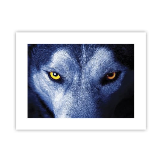 Obraz - Plakat - Hipnotyzujące spojrzenie - 40x30cm - Zwierzęta Wilk Oczy - Foto Plakaty na ścianę bez ramy - Plakat do Salonu Sypialni ARTTOR ARTTOR