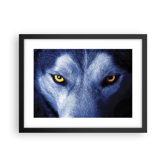 Obraz - Plakat - Hipnotyzujące spojrzenie - 40x30cm - Zwierzęta Wilk Oczy - Foto Plakaty na ścianę w czarnej ramie - Plakat do Salonu Sypialni ARTTOR ARTTOR