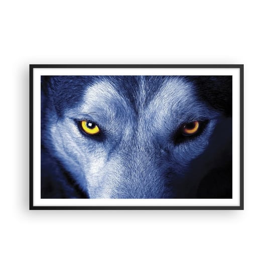 Obraz - Plakat - Hipnotyzujące spojrzenie - 91x61cm - Zwierzęta Wilk Oczy - Foto Plakaty na ścianę w czarnej ramie - Plakat do Salonu Sypialni ARTTOR ARTTOR