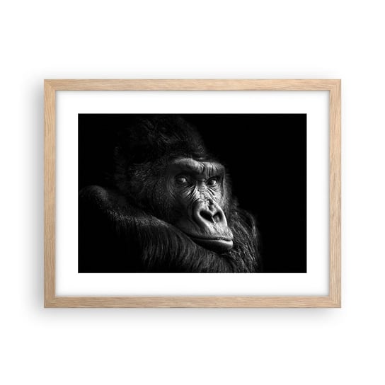 Obraz - Plakat - I co się patrzysz? - 40x30cm - Małpa Goryl Zwierzęta - Foto Plakaty na ścianę w ramie jasny dąb - Plakat do Salonu Sypialni ARTTOR ARTTOR