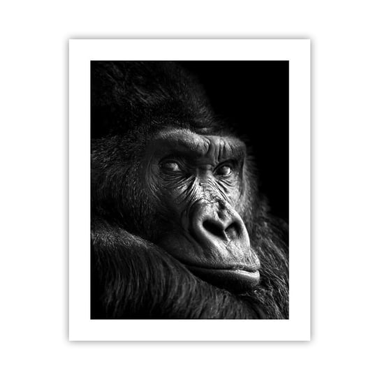 Obraz - Plakat - I co się patrzysz? - 40x50cm - Małpa Goryl Zwierzęta - Foto Plakaty bez ramy do Salonu Sypialni ARTTOR ARTTOR