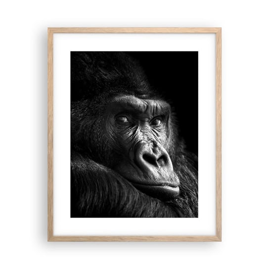 Obraz - Plakat - I co się patrzysz? - 40x50cm - Małpa Goryl Zwierzęta - Foto Plakaty w ramie koloru jasny dąb do Salonu Sypialni ARTTOR ARTTOR