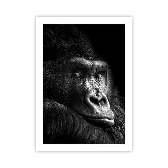 Obraz - Plakat - I co się patrzysz? - 50x70cm - Małpa Goryl Zwierzęta - Nowoczesny modny obraz Plakat bez ramy do Salonu Sypialni ARTTOR ARTTOR