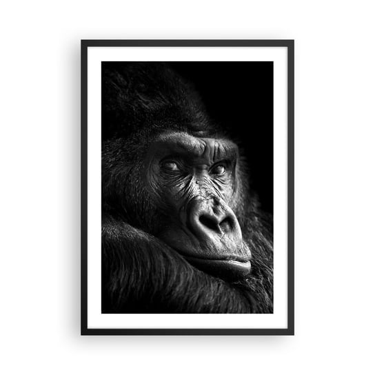 Obraz - Plakat - I co się patrzysz? - 50x70cm - Małpa Goryl Zwierzęta - Nowoczesny modny obraz Plakat czarna rama ARTTOR ARTTOR