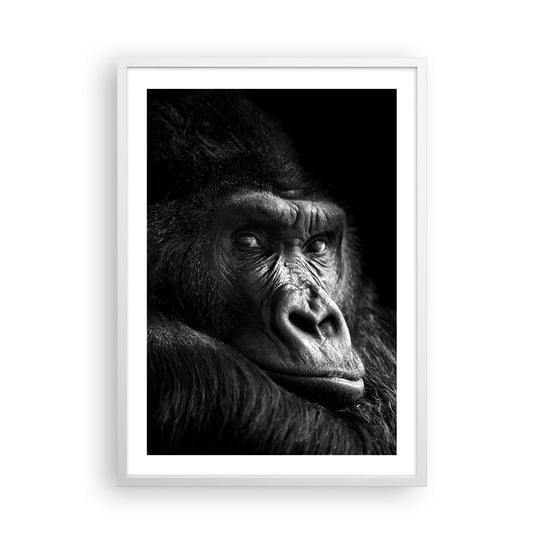 Obraz - Plakat - I co się patrzysz? - 50x70cm - Małpa Goryl Zwierzęta - Nowoczesny modny obraz Plakat rama biała ARTTOR ARTTOR