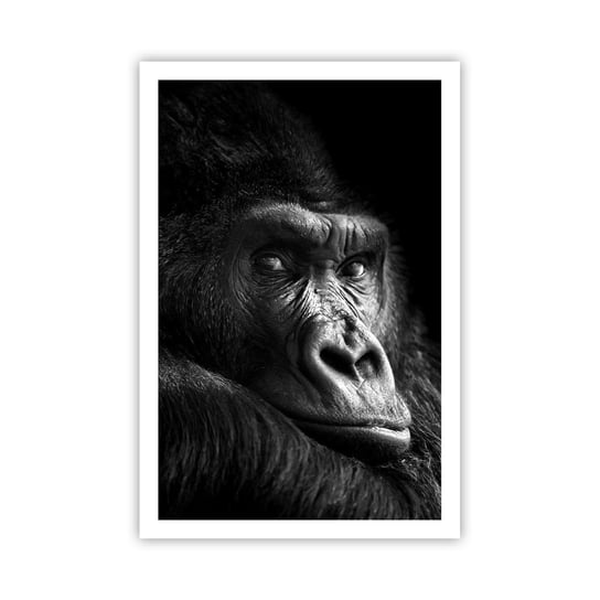 Obraz - Plakat - I co się patrzysz? - 61x91cm - Małpa Goryl Zwierzęta - Foto Plakaty na ścianę bez ramy - Plakat do Salonu Sypialni ARTTOR ARTTOR
