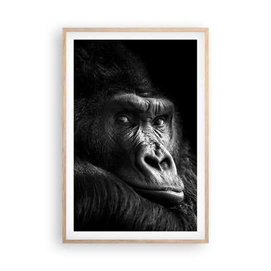 Obraz - Plakat - I co się patrzysz? - 61x91cm - Małpa Goryl Zwierzęta - Foto Plakaty na ścianę w ramie jasny dąb - Plakat do Salonu Sypialni ARTTOR ARTTOR