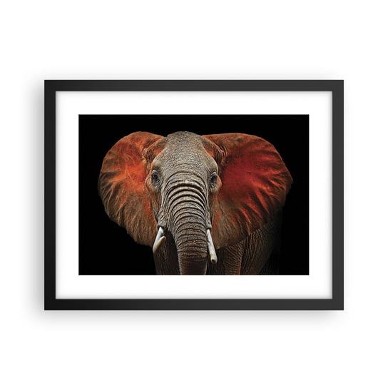 Obraz - Plakat - Jestem dziki, a ty? - 40x30cm - Słoń Zwierzęta Afryka - Foto Plakaty na ścianę w czarnej ramie - Plakat do Salonu Sypialni ARTTOR ARTTOR