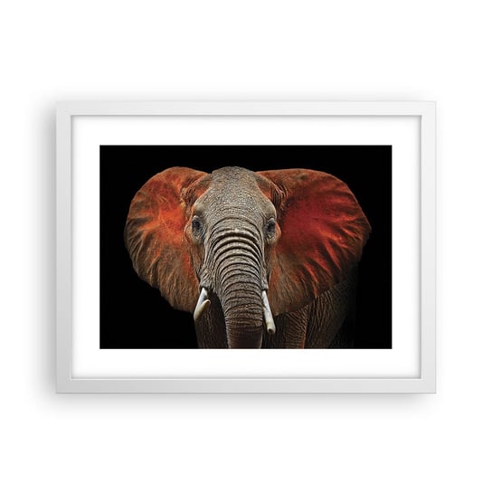 Obraz - Plakat - Jestem dziki, a ty? - 40x30cm - Słoń Zwierzęta Afryka - Foto Plakaty na ścianę w ramie białej - Plakat do Salonu Sypialni ARTTOR ARTTOR