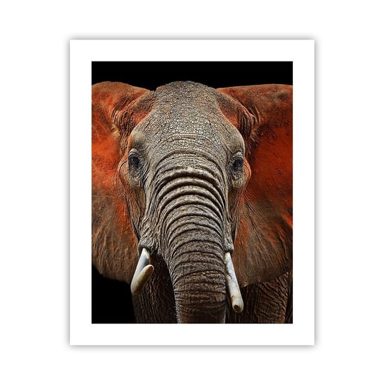 Obraz - Plakat - Jestem dziki, a ty? - 40x50cm - Słoń Zwierzęta Afryka - Foto Plakaty bez ramy do Salonu Sypialni ARTTOR ARTTOR