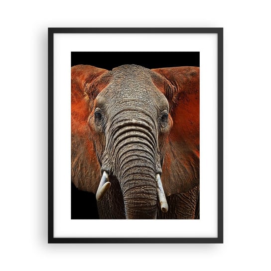 Obraz - Plakat - Jestem dziki, a ty? - 40x50cm - Słoń Zwierzęta Afryka - Foto Plakaty w ramie koloru czarnego do Salonu Sypialni ARTTOR ARTTOR