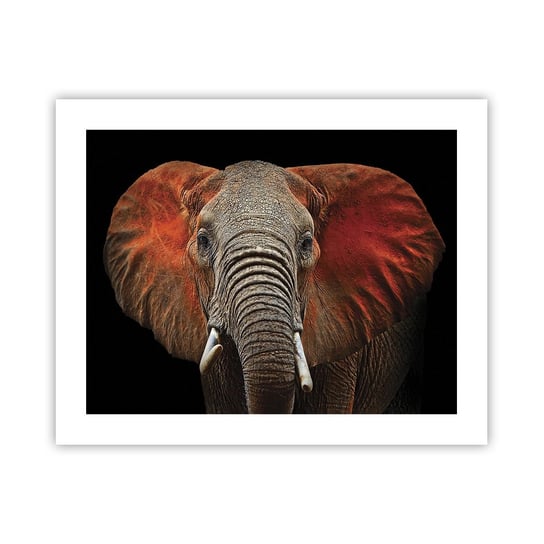 Obraz - Plakat - Jestem dziki, a ty? - 50x40cm - Słoń Zwierzęta Afryka - Foto Plakaty bez ramy do Salonu Sypialni ARTTOR ARTTOR