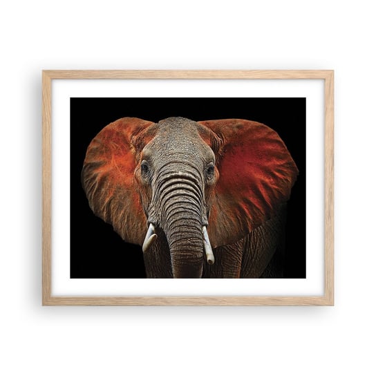 Obraz - Plakat - Jestem dziki, a ty? - 50x40cm - Słoń Zwierzęta Afryka - Foto Plakaty w ramie koloru jasny dąb do Salonu Sypialni ARTTOR ARTTOR