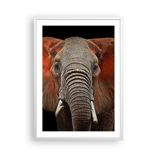 Obraz - Plakat - Jestem dziki, a ty? - 50x70cm - Słoń Zwierzęta Afryka - Nowoczesny modny obraz Plakat rama biała ARTTOR ARTTOR