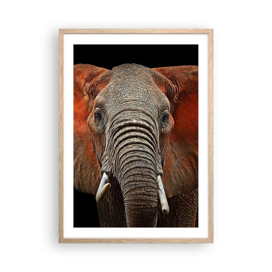 Obraz - Plakat - Jestem dziki, a ty? - 50x70cm - Słoń Zwierzęta Afryka - Nowoczesny modny obraz Plakat rama jasny dąb ARTTOR ARTTOR