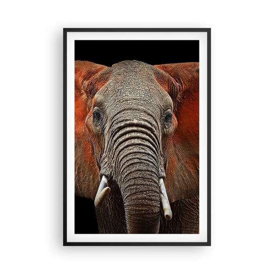 Obraz - Plakat - Jestem dziki, a ty? - 61x91cm - Słoń Zwierzęta Afryka - Foto Plakaty na ścianę w czarnej ramie - Plakat do Salonu Sypialni ARTTOR ARTTOR