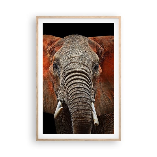 Obraz - Plakat - Jestem dziki, a ty? - 61x91cm - Słoń Zwierzęta Afryka - Foto Plakaty na ścianę w ramie jasny dąb - Plakat do Salonu Sypialni ARTTOR ARTTOR