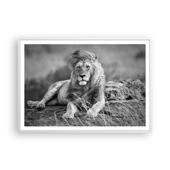 Obraz - Plakat - Królewska sjesta - 100x70cm - Lew Zwierzęta Natura - Foto Plakaty w ramie koloru białego do Salonu Sypialni ARTTOR ARTTOR