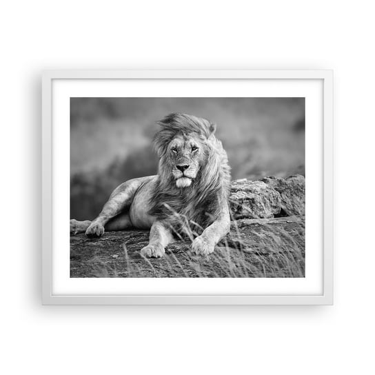 Obraz - Plakat - Królewska sjesta - 50x40cm - Lew Zwierzęta Natura - Foto Plakaty w ramie koloru białego do Salonu Sypialni ARTTOR ARTTOR