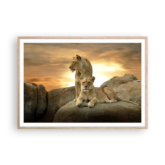 Obraz - Plakat - Królewski majestat - 100x70cm - Zwierzęta Lew Natura - Foto Plakaty w ramie koloru jasny dąb do Salonu Sypialni ARTTOR ARTTOR