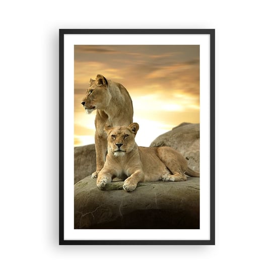 Obraz - Plakat - Królewski majestat - 50x70cm - Zwierzęta Lew Natura - Nowoczesny modny obraz Plakat czarna rama ARTTOR ARTTOR