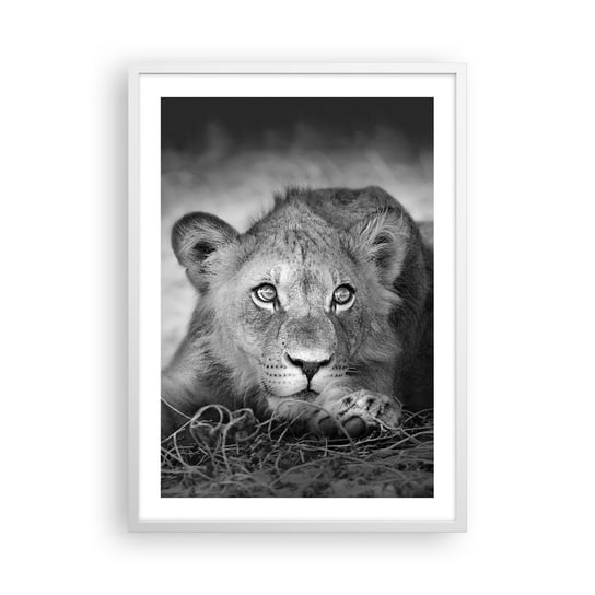 Obraz - Plakat - Królewskie szczenię - 50x70cm - Zwierzęta Lew Czarno-Biały - Nowoczesny modny obraz Plakat rama biała ARTTOR ARTTOR