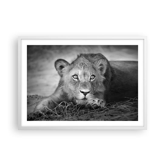 Obraz - Plakat - Królewskie szczenię - 70x50cm - Zwierzęta Lew Czarno-Biały - Nowoczesny modny obraz Plakat rama biała ARTTOR ARTTOR