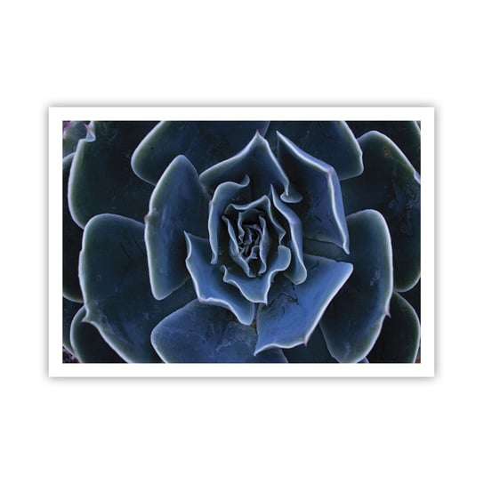 Obraz - Plakat - Kwiat pustyni - 100x70cm - Kwiat Agawy Kwiat Natura - Foto Plakaty bez ramy na ścianę do Salonu Sypialni ARTTOR ARTTOR