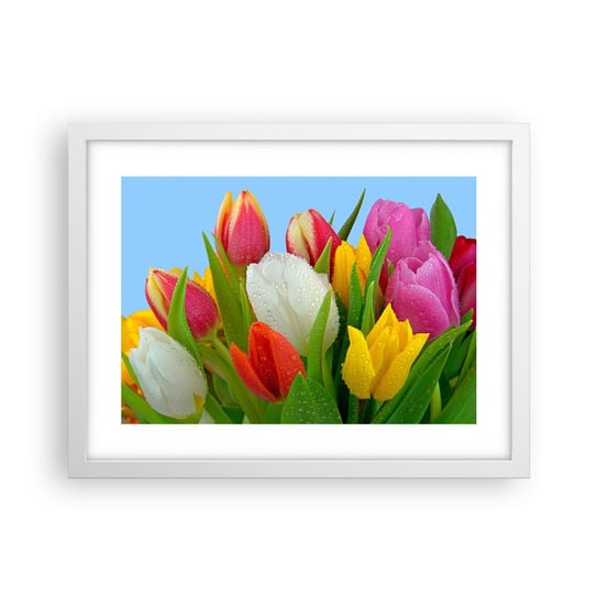 Obraz - Plakat - Kwiatowa tęcza w kroplach rosy - 40x30cm - Tulipany Kwiaty Bukiet Kwiatów - Foto Plakaty na ścianę w ramie białej - Plakat do Salonu Sypialni ARTTOR ARTTOR