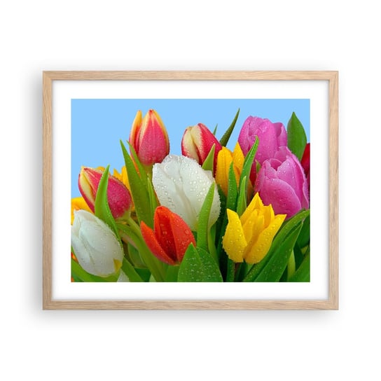 Obraz - Plakat - Kwiatowa tęcza w kroplach rosy - 50x40cm - Tulipany Kwiaty Bukiet Kwiatów - Foto Plakaty w ramie koloru jasny dąb do Salonu Sypialni ARTTOR ARTTOR