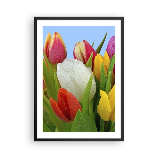 Obraz - Plakat - Kwiatowa tęcza w kroplach rosy - 50x70cm - Tulipany Kwiaty Bukiet Kwiatów - Nowoczesny modny obraz Plakat czarna rama ARTTOR ARTTOR