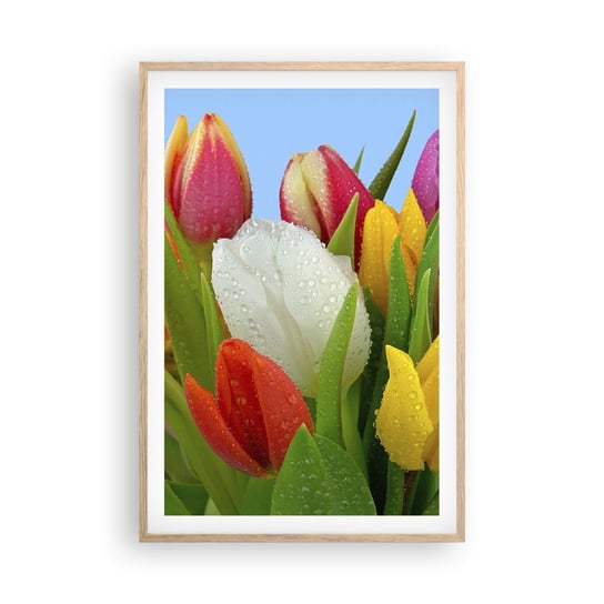 Obraz - Plakat - Kwiatowa tęcza w kroplach rosy - 61x91cm - Tulipany Kwiaty Bukiet Kwiatów - Foto Plakaty na ścianę w ramie jasny dąb - Plakat do Salonu Sypialni ARTTOR ARTTOR