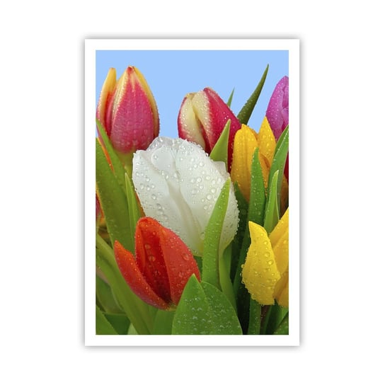 Obraz - Plakat - Kwiatowa tęcza w kroplach rosy - 70x100cm - Tulipany Kwiaty Bukiet Kwiatów - Foto Plakaty bez ramy na ścianę do Salonu Sypialni ARTTOR ARTTOR