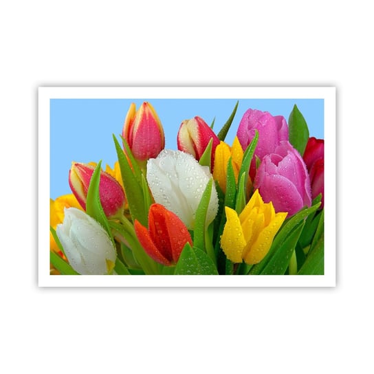 Obraz - Plakat - Kwiatowa tęcza w kroplach rosy - 91x61cm - Tulipany Kwiaty Bukiet Kwiatów - Foto Plakaty na ścianę bez ramy - Plakat do Salonu Sypialni ARTTOR ARTTOR