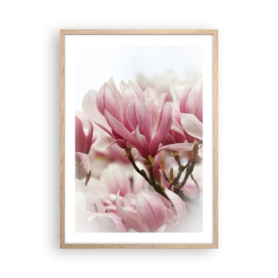 Obraz - Plakat - Kwiaty wiosny - 50x70cm - Magnolia Kwiat Delikatny - Nowoczesny modny obraz Plakat rama jasny dąb ARTTOR ARTTOR