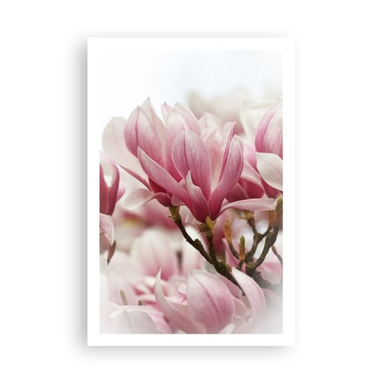 Obraz - Plakat - Kwiaty wiosny - 61x91cm - Magnolia Kwiat Delikatny - Foto Plakaty na ścianę bez ramy - Plakat do Salonu Sypialni ARTTOR ARTTOR