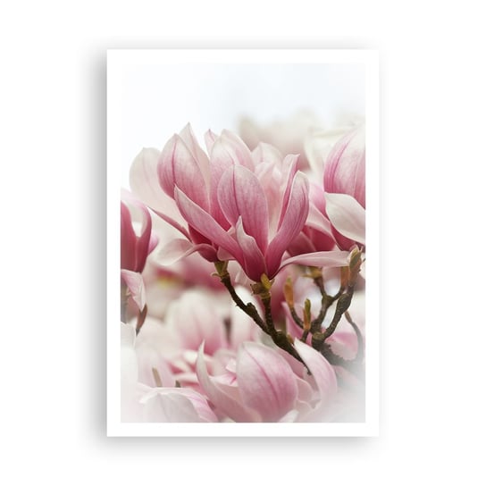 Obraz - Plakat - Kwiaty wiosny - 70x100cm - Magnolia Kwiat Delikatny - Foto Plakaty bez ramy na ścianę do Salonu Sypialni ARTTOR ARTTOR