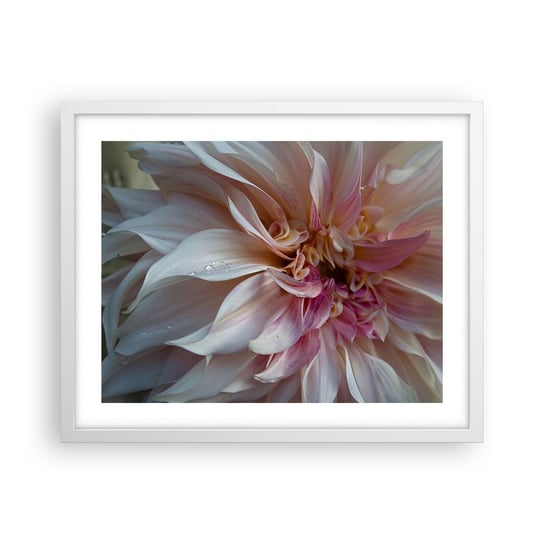 Obraz - Plakat - Kwitnąca świeżość - 50x40cm - Kwiat Dalia Roślina - Foto Plakaty w ramie koloru białego do Salonu Sypialni ARTTOR ARTTOR