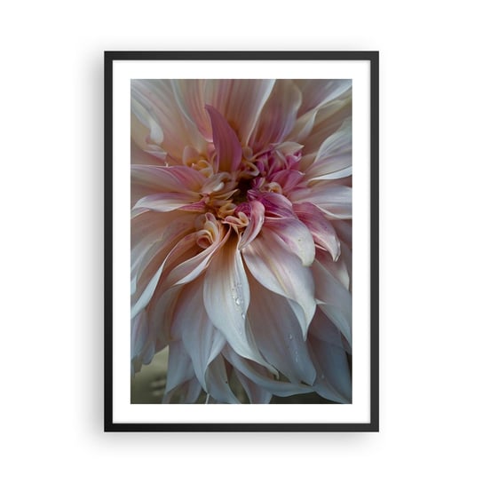 Obraz - Plakat - Kwitnąca świeżość - 50x70cm - Kwiat Dalia Roślina - Nowoczesny modny obraz Plakat czarna rama ARTTOR ARTTOR