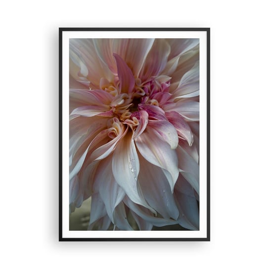 Obraz - Plakat - Kwitnąca świeżość - 70x100cm - Kwiat Dalia Roślina - Foto Plakaty w ramie koloru czarnego do Salonu Sypialni ARTTOR ARTTOR